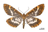 藏品(狹翅豹紋尺蛾)的圖片